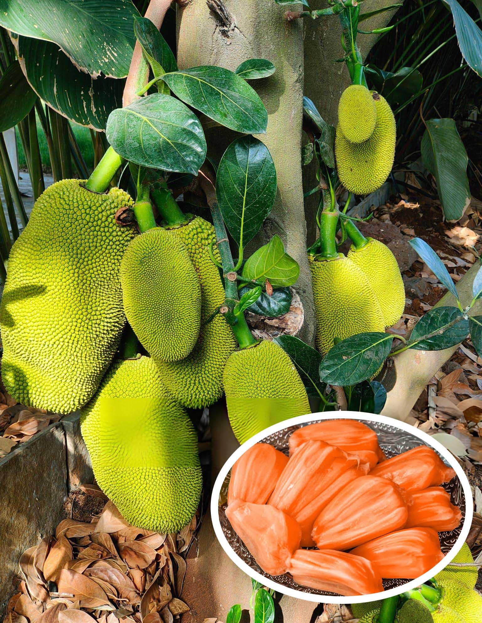 HYBRID Thailand Pink Jackfruit Plant, 2 Live Grafted Red Jackfruit